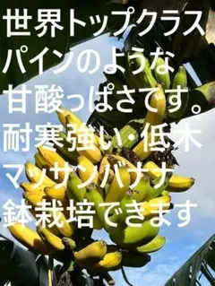 80cm大苗◇タイの宝石。絶対糖度、ヌアンジュンナムワ。バナナ苗◇低木