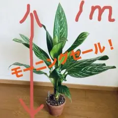 【超特大アグラオネマ本舗】本家•元祖　アグラオネマ　ニティドゥムカーティシーのサムネイル