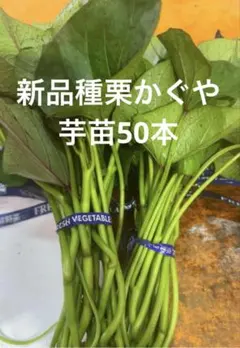 Jaja様 リクエスト 4点 まとめ商品