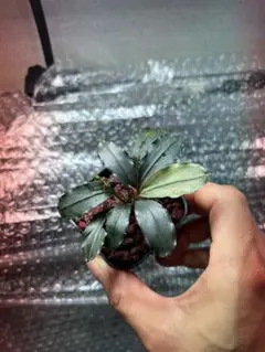 Bucephalandra sp. Black Pearl希少種★美株大株 Bucephalandra 