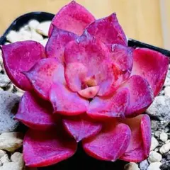 新入荷　赤魔王　エケベリア　多肉植物　1苗 新入荷 赤魔王 エケベリア 多肉植物 1苗 - メルカリ