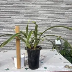 シンビジウム 純恋花 色不明 お得3鉢 メルカリ便 - メルカリ