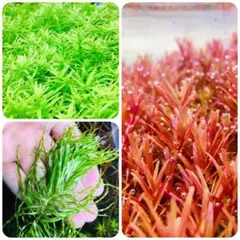 ちゅんころ様 リクエスト 2点 まとめ商品