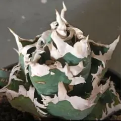 2026年最新】アガベ台湾ゴジラの人気アイテム - メルカリ