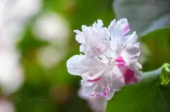 色々な開花姿が楽しい西洋朝顔レッドミントツイスト&突然変異種いちごミルク