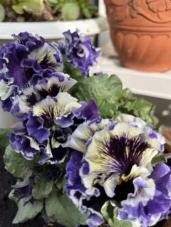 TAKUMI様 リクエスト 2点 まとめ商品