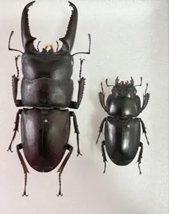 アンダマンカギツノクワガタ　ペア アンダマンカギツノクワガタ ペア - メルカリ