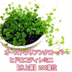 しょーたけ様専用