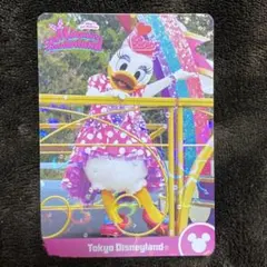 コレクションカード デイジー バラ売り