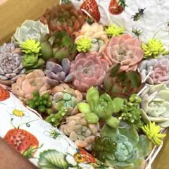 2025年最新】札落ち韓国苗の人気アイテム - メルカリ