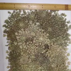 押し花花材、グラデーションレースフラワー60輪 ワインカラーからいろんな色混じり