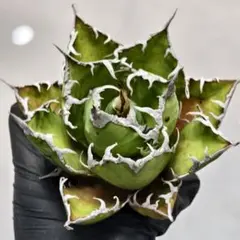 【現物】アガベ チタノタ オテロイ 狂刺 夕映 大株 良血統 子株付き アガベ オテロイ 夕映厳竜/子株 YB-06 | アガベ専門店