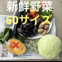 新鮮野菜セット　60サイズ　キャベツ ナス　インゲンピーマンのサムネイル