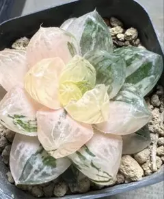 多肉植物 ハオルチア OB-1オブツーサ錦 鮮明錦 陰陽錦 - メルカリ