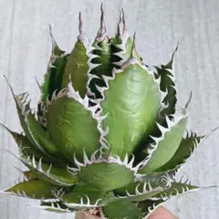 2025年最新】ホリダ 陽炎の人気アイテム - メルカリ