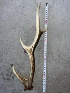 2025年最新】鹿 標本の人気アイテム - メルカリ