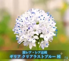 希少！ギリア クリアラストブルー 種100粒