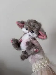 テディキャット アンティークレースのおしゃれ猫ちゃん(=^x