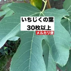 摘みたて新鮮！イチジクの葉 30枚セット 漢方 お茶