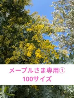 メープルさま専用①✨フレッシュミモザを花束にして