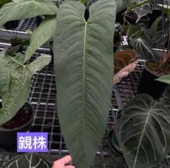 t*様 Anthurium Panamense訳ありのサムネイル