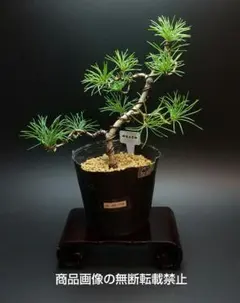 2025年最新】那須五葉松の人気アイテム - メルカリ