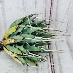 hlto8801297様 リクエスト 4点 まとめ商品