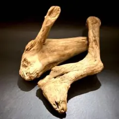 流木 E① 2個セット アクアリウム　トカゲシェルター　アク抜き済　送料無料❗️