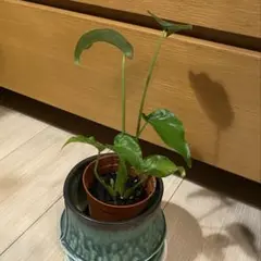 2025年最新】クワズイモの人気アイテム - メルカリ