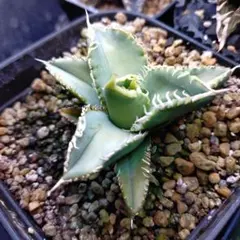 MASARU様 リクエスト 3点 まとめ商品