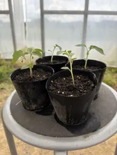 食用ほおずき 2年目の苗 2株 - メルカリ