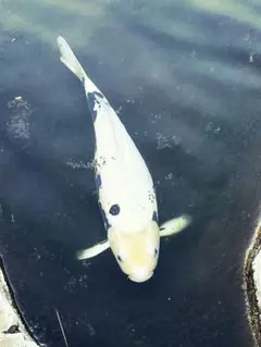 Item thumbnail for item 411c9ec2-e3ee-4aba-9589-c3c7432aecfc