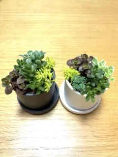 2026年最新】多肉植物寄せ植え そのまま飾れるの人気アイテム - メルカリ