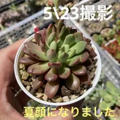ピンクルルビー① 抜き苗 4苗セット 多肉植物 エケベリア ピンクルビー