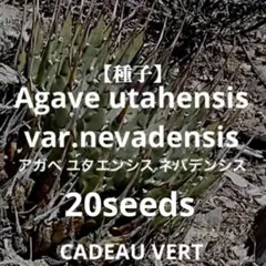 2026年最新】アガベ ハイブリッド ネバデンシス×bbの人気アイテム