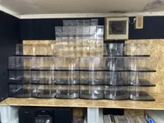 クワガタ標本 8体セット 展示ケース付き 楽天市場】クワガタ 標本 箱の通販