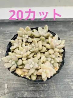 多肉植物☆カット☆姫秋麗☆20カット