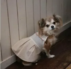 新品未使用❗️ 小型犬用 ベージュ フリルドレス　服　s