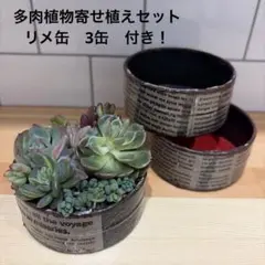 多肉植物寄せ植えセット　3缶のリメ缶付き