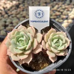 Top【選抜株】多肉植物　361277ミルクキャプ　24個　鉢無し/脱土 Top【選抜株】多肉植物 361277ミルクキャプ 24個 鉢無し/脱土 - メルカリ
