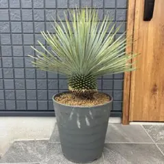 2026年最新】ロストラータの人気アイテム - メルカリ