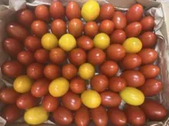 無農薬　本日夕方収穫　ミニトマト 箱込み1.2k 家庭菜園のサムネイル