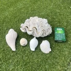 希少 クイーンコンクシェル 原石 貝殻 ピンク貝 パワーストーン 121g