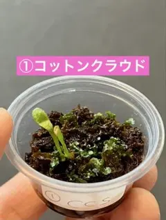 2025年最新】cotton cloud ビカクシダの人気アイテム - メルカリ