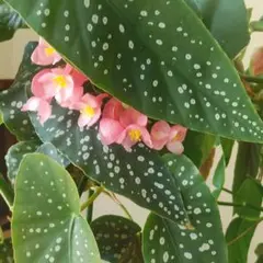 ★希少★ベゴニア マクラータ メルカリ便 発根完了 2025年最新】ベゴニアマクラータの人気アイテム - メルカリ