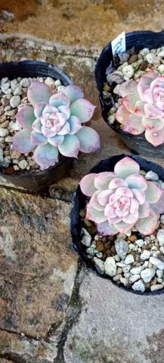 ニア様 リクエスト 4点 まとめ商品