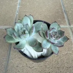 2025年最新】中里リンゼアナの人気アイテム - メルカリ