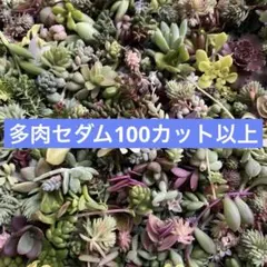 2026年最新】多肉 カット苗セットの人気アイテム - メルカリ