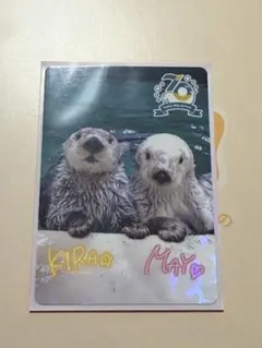 鳥羽水族館 ラッコ キラ メイ レア カード - メルカリ