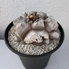 亀甲竜　充実株のサムネイル